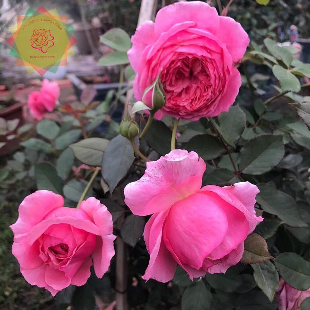 Cây hoa hồng ngoại Lady Heirloom Nhật (bụi) cực sai hoa - Hoa hồng Thăng Long Flower