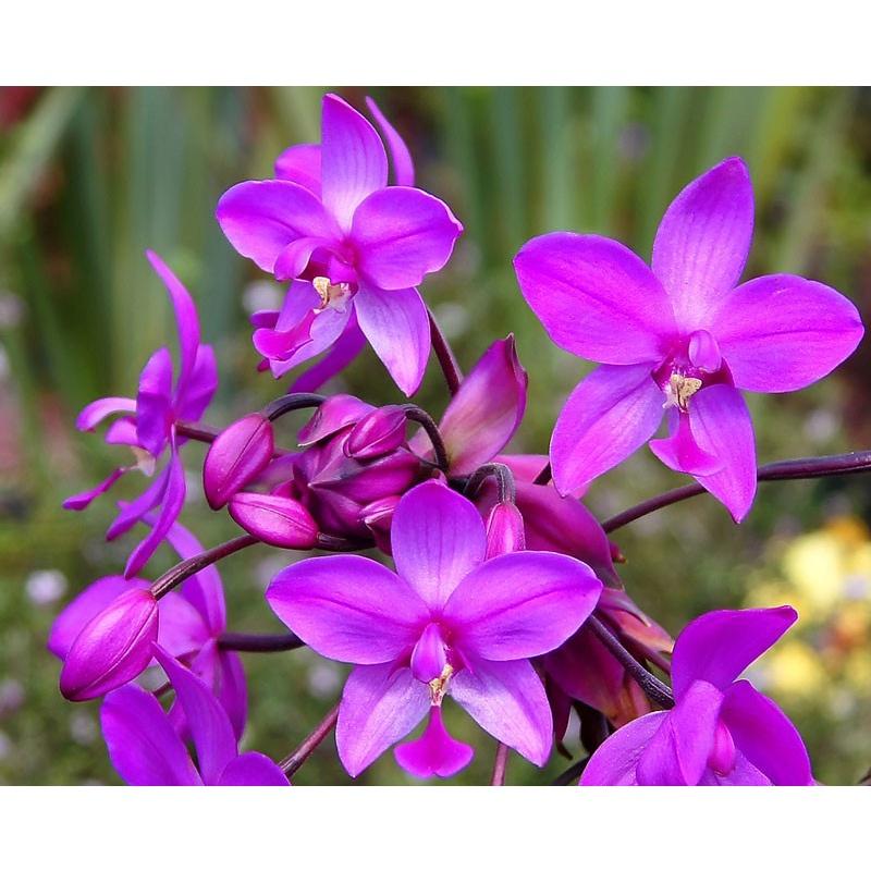 ĐỊA LAN CHU ĐỈNH màu hồng tím - bầu cây giống