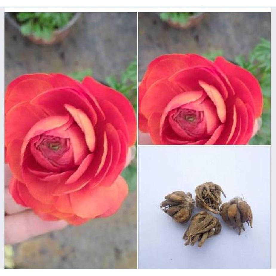 Củ hoa hồng mao lương hoa màu cam