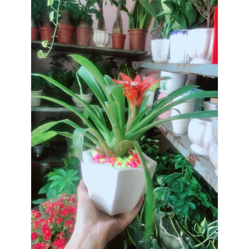 Chậu Phong Lộc Hoa