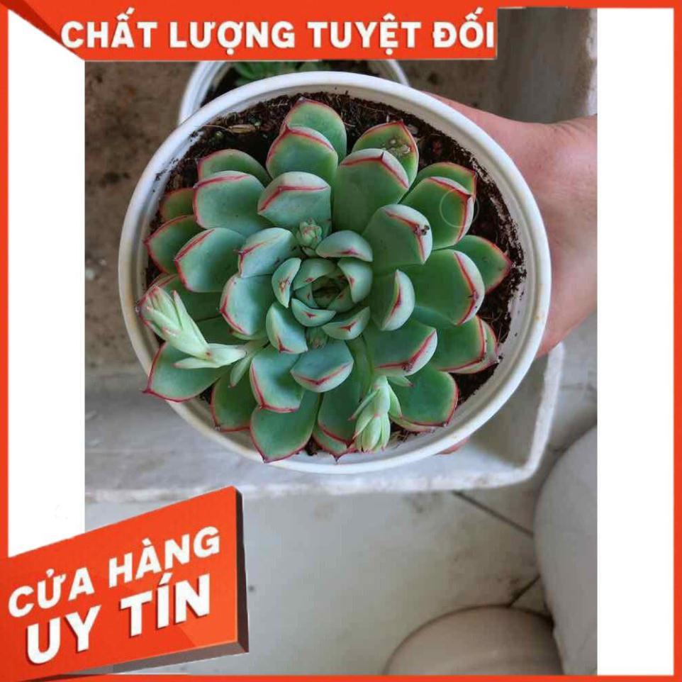 Sen đá viền hồng kèm chậu sứ trắng Nhiều Người Mua