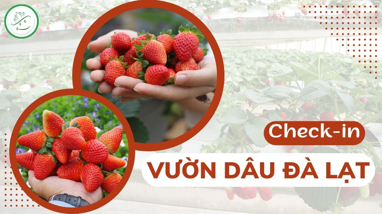 Tour Đà Lạt 4 ngày 3 đêm - Đà Lạt mộng mơ