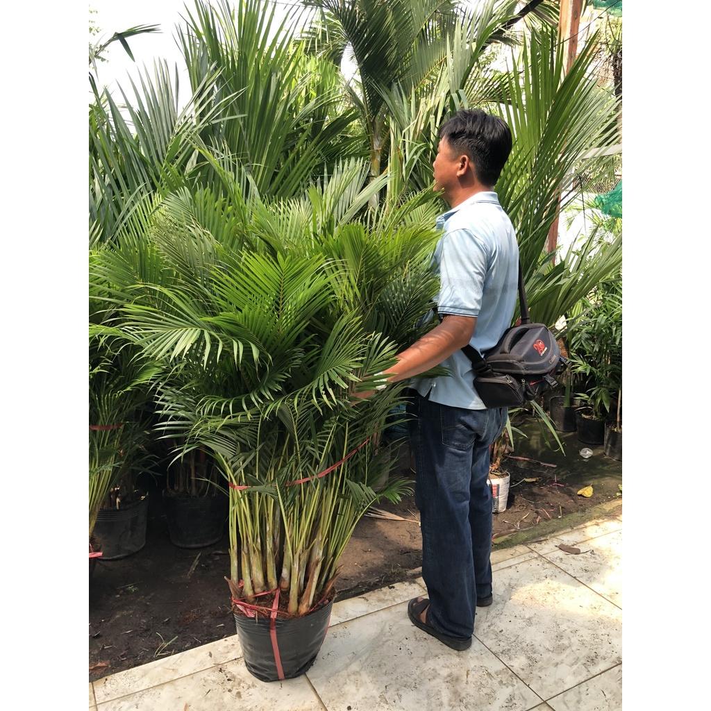 Chậu cây cau Thái trang trí văn phòng chỉ giao tại TP.HCM