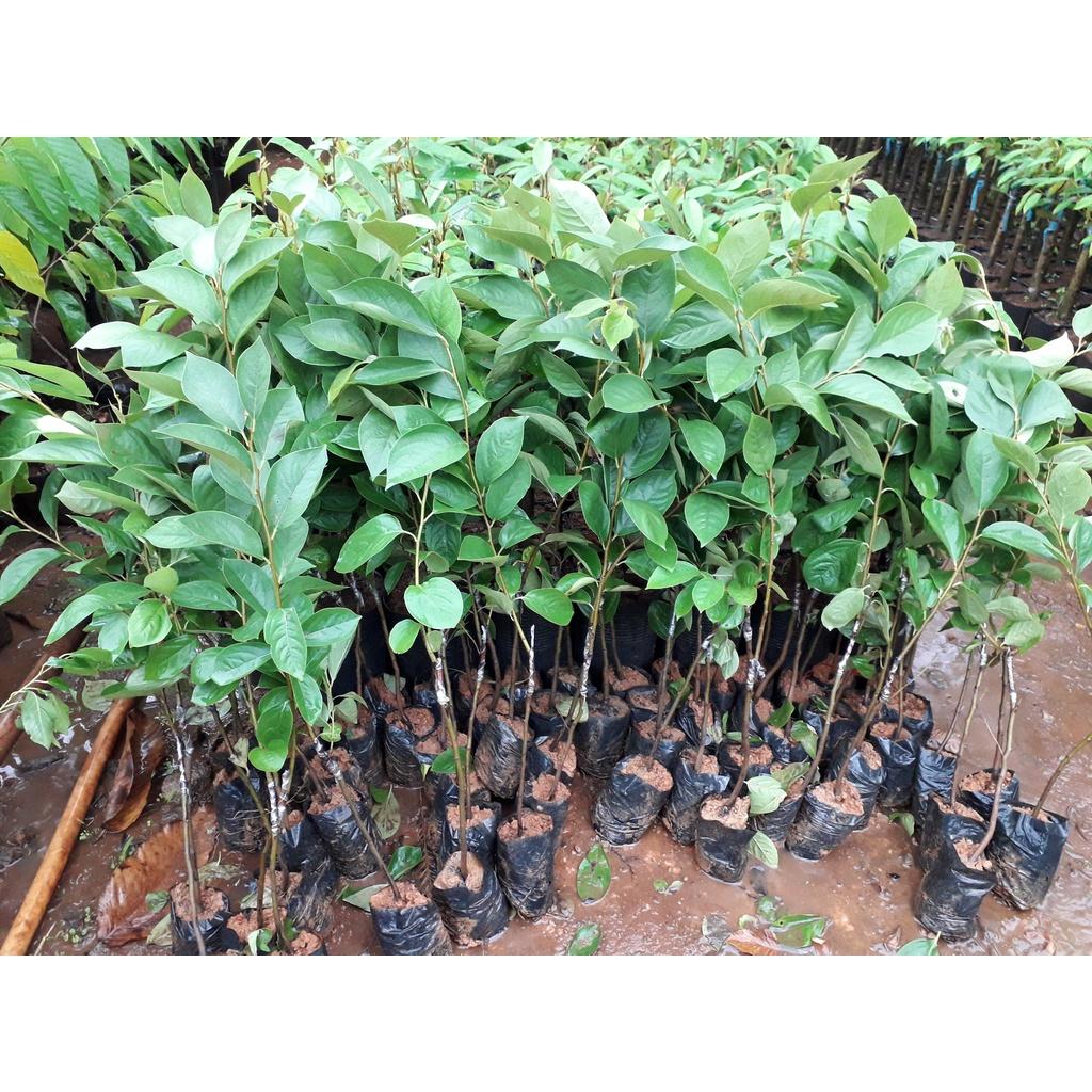 Cây giống Hồng Nhân Hậu.