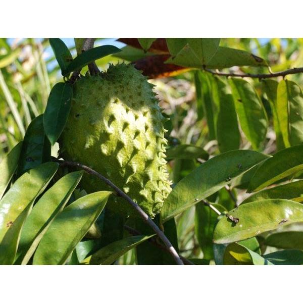 COMBO 2 CÂY GIỐNG MÃNG CẦU XIÊM ghép THÁI LAN