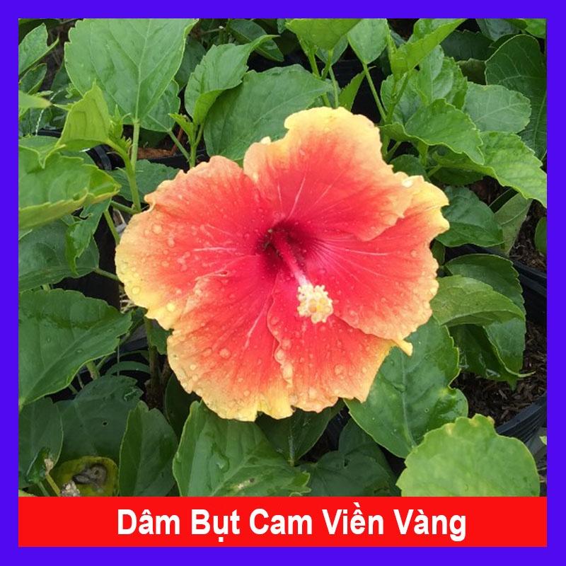 Cây Hoa Dâm Bụt Cam Viền Vàng - cây cảnh đẹp + tặng phân bón cho cây mau lớn
