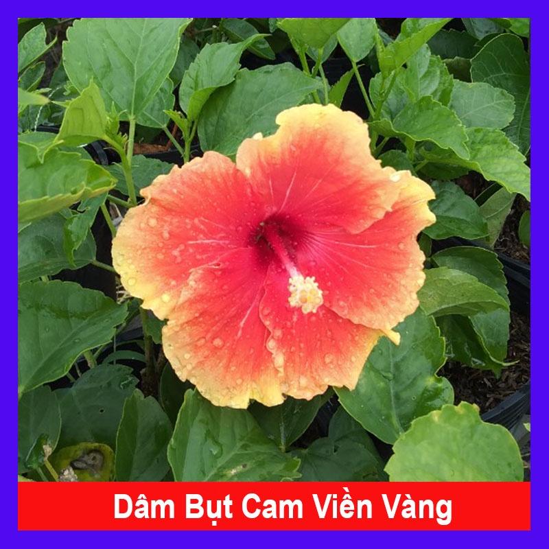 Cây Hoa Dâm Bụt Cam Viền Vàng - cây cảnh đẹp + tặng phân bón cho cây mau lớn