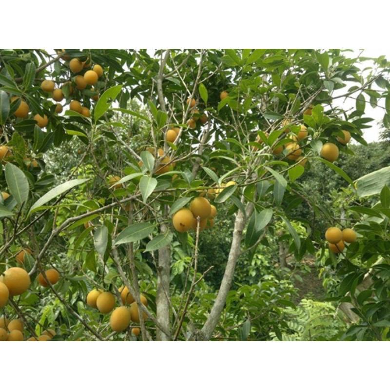 Cây giống thanh trà ngọt chuẩn giống.