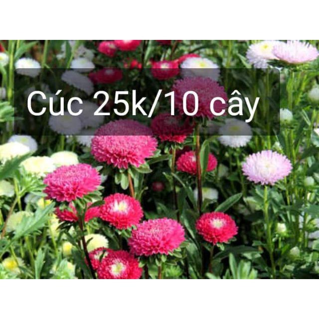 Giá Gốc - Cúc thạch thảo cúc ruby