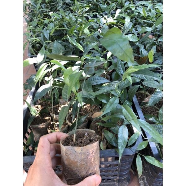 Cây rau ngót rừng cao 15-20 cm