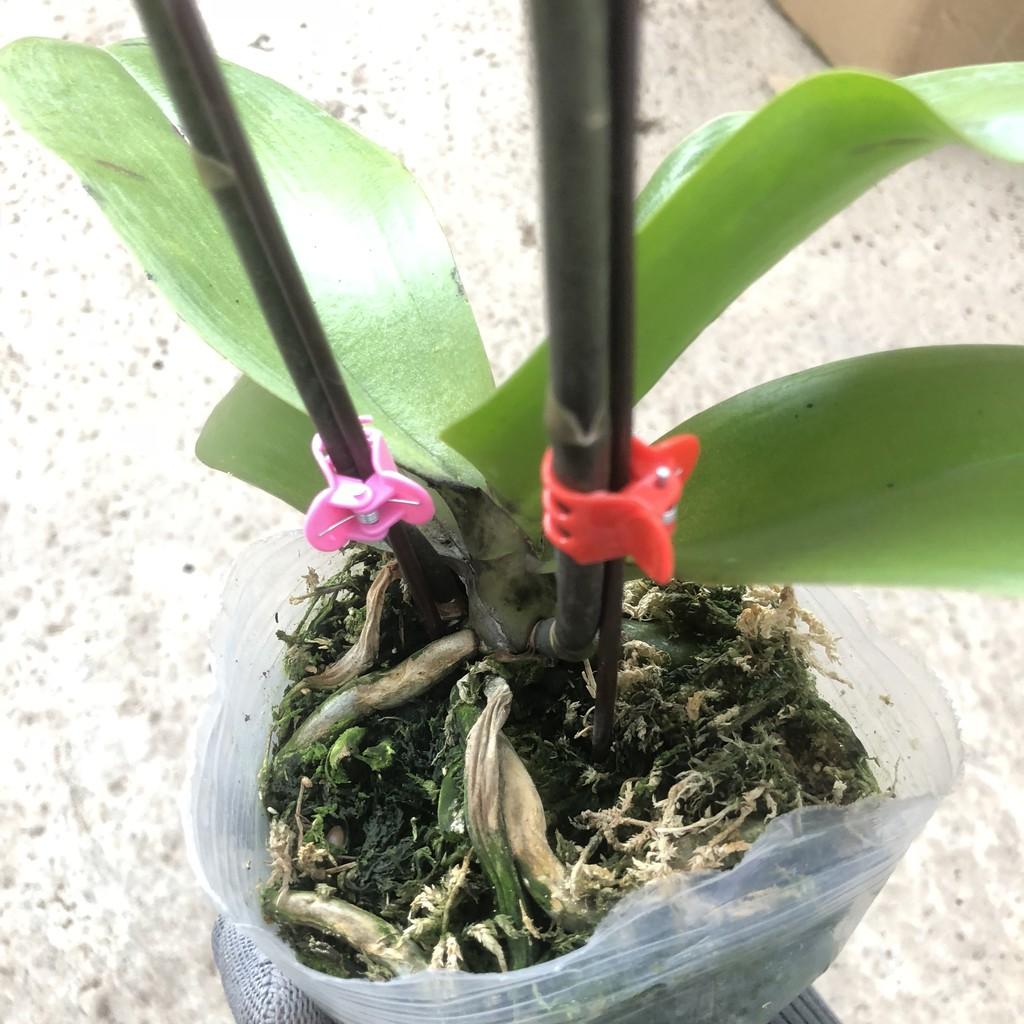 Cây hoa lan hồ điệp, chiều cao 30-35cm, hoa nở cực đẹp chơi cực bền sức sống khỏe thích hợp trang trí phòng khách