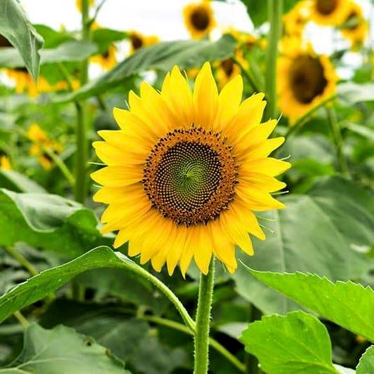 Hạt giống Hoa Hướng Dương Thân Cao gói 1gr