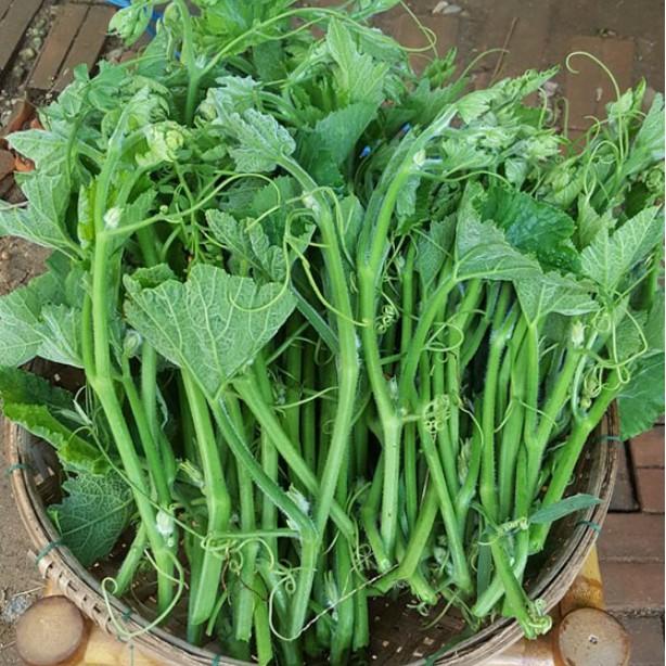 5gr hạt bí ăn ngọn cao sản