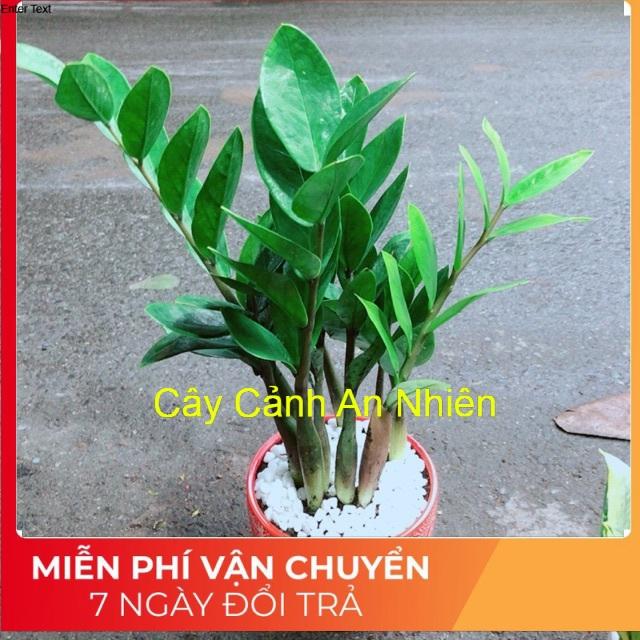 Chậu Kim Phát Tài