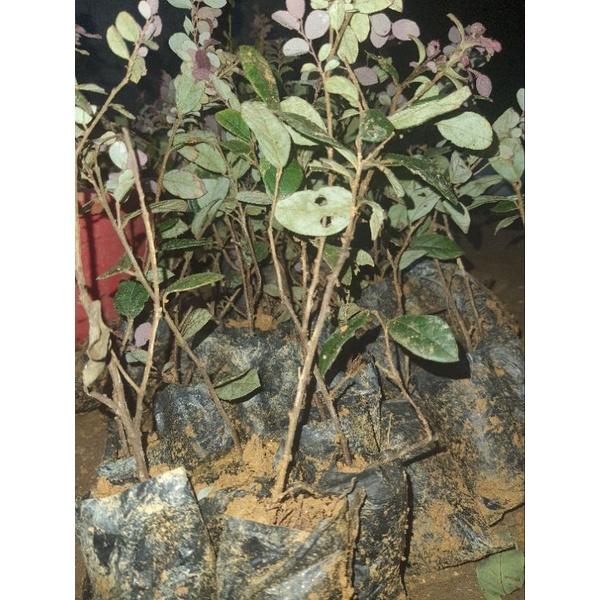Cây giống hồng phụng