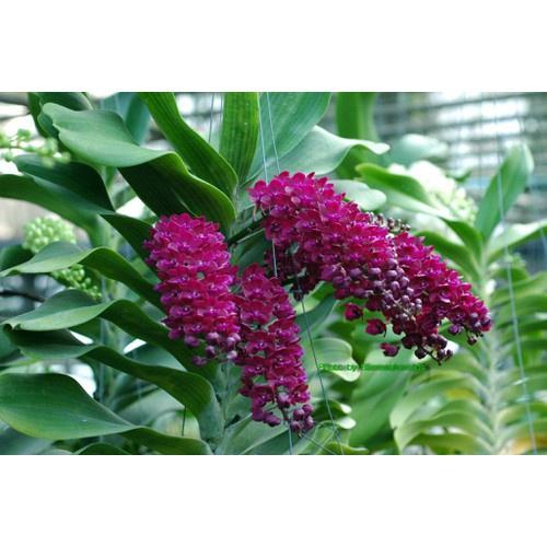 Lan đai trâu nghinh xuân,ngọc điểm đang nứt nụ, hàng gửi di nguyên chậu có đủ mặt hoa, được chọn màu, gái siêu rẻ - LDTC