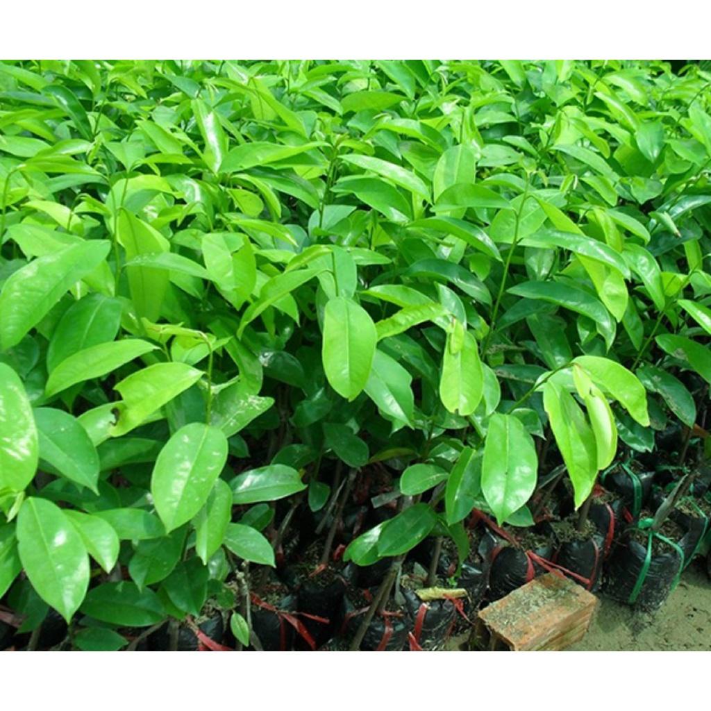 CÂY GIỐNG MÃNG CẦU XIÊM THÁI LAN KHÔNG HẠT