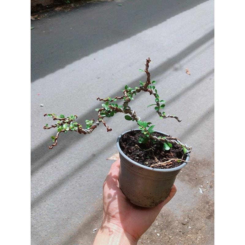 Cây Sam Núi Sam Trái Bonsai