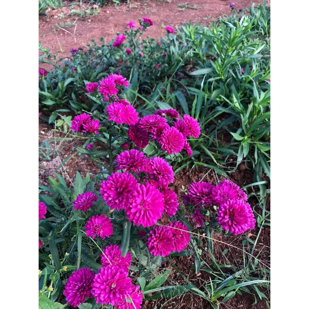 Hoa thạch thảo đỏ kép lùn siêu hoa -bầu cây to đẹp đang nụ hoặc hoa