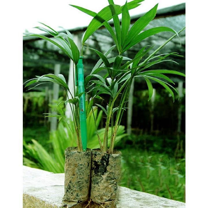 Cây giống Mây Thái Rừng Chua Ngọt