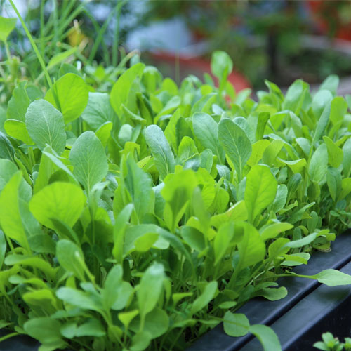 Hạt Giống Cải Trắng Ăn Non Rado Gói 30gram