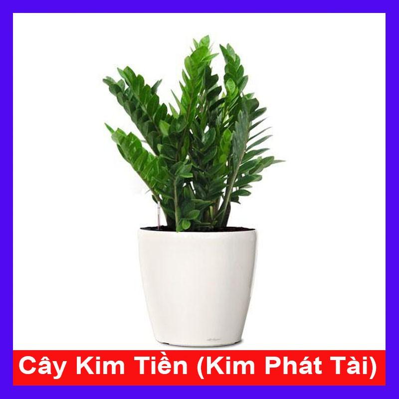 Cây Kim Tiền - Kim Phát Tài - cây cảnh để bàn - Mang May Mắn Tài Lộc