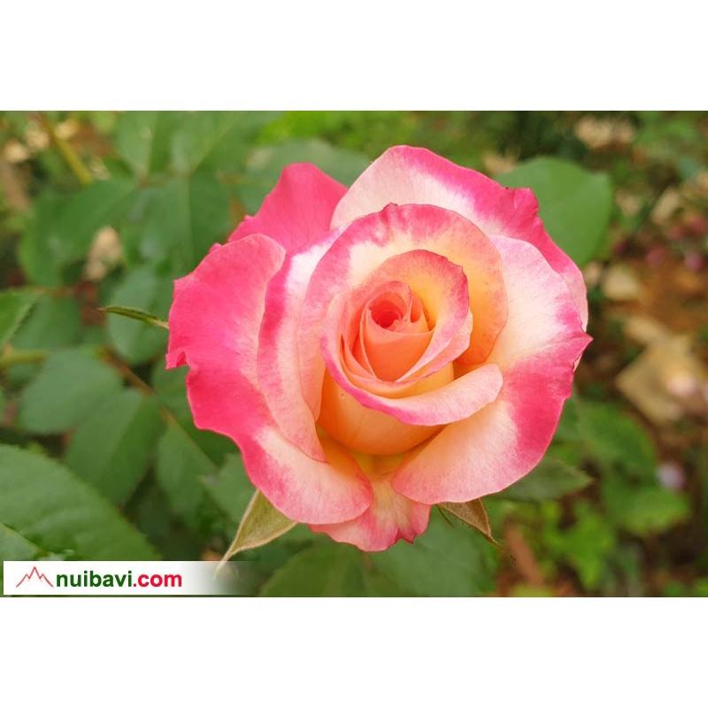 Cây hoa hồng Sếu- bầu to cây trưởng thành