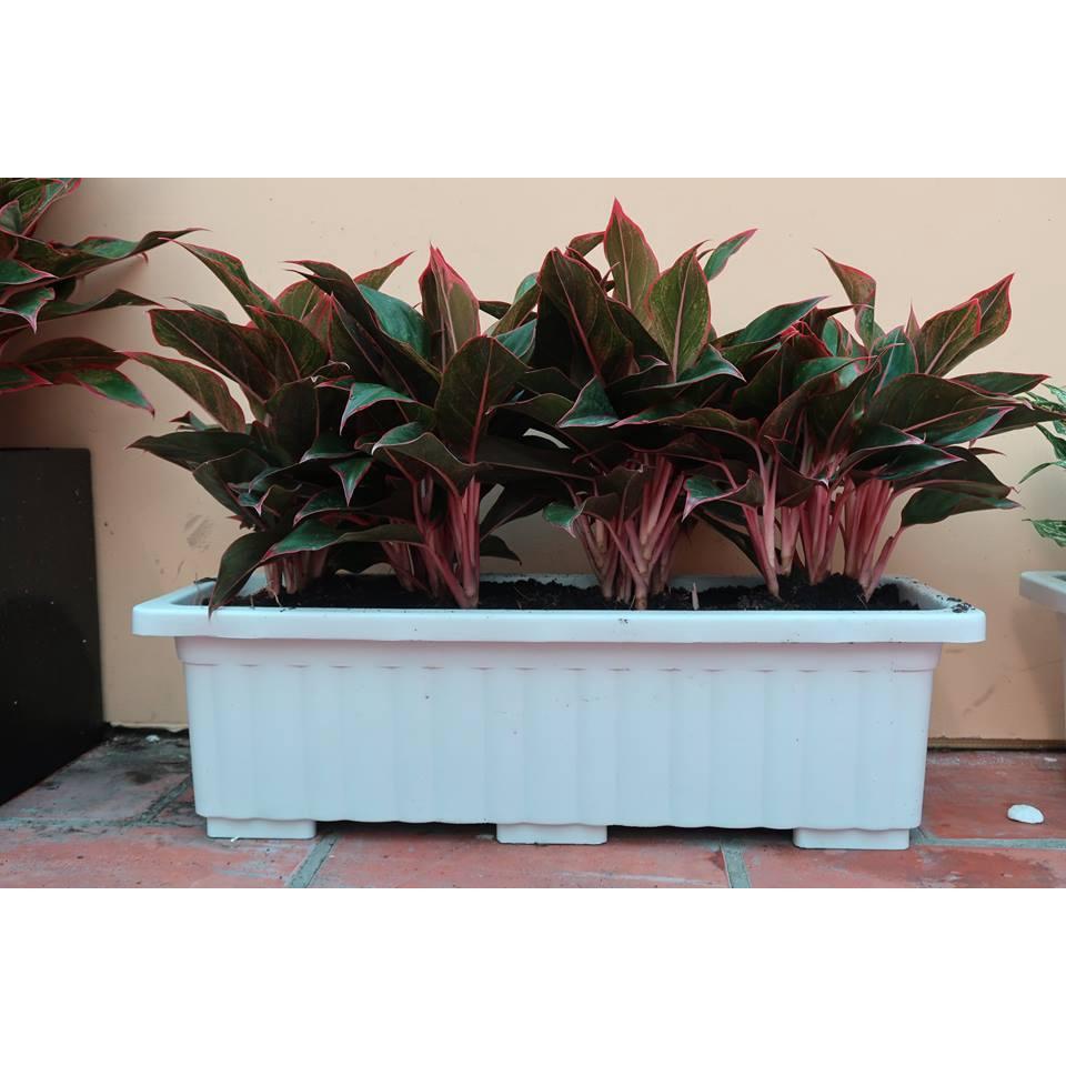 CÂY GIỐNG HOA PHÚ QUÝ