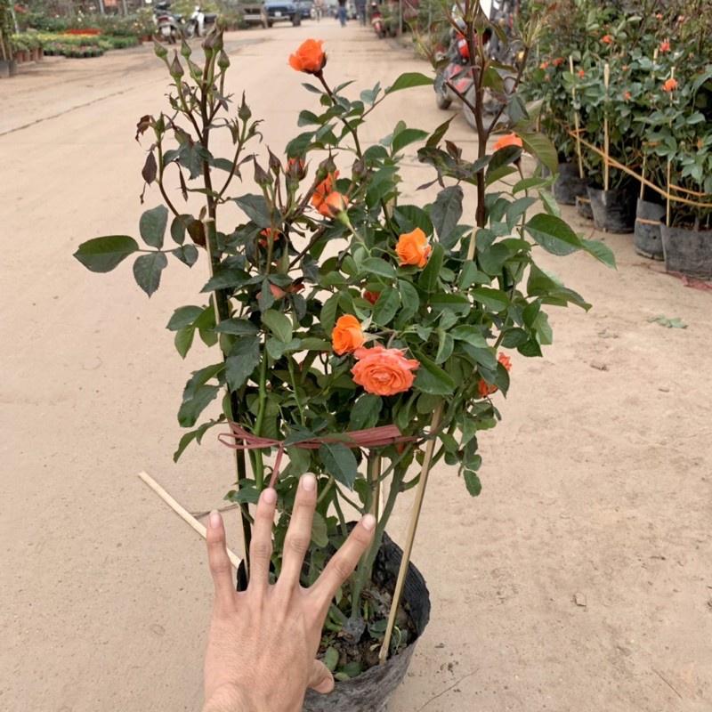 Chậu Cây hoa hồng tỉ muội cao 80cm, cây siêu hoa và nở quanh năm