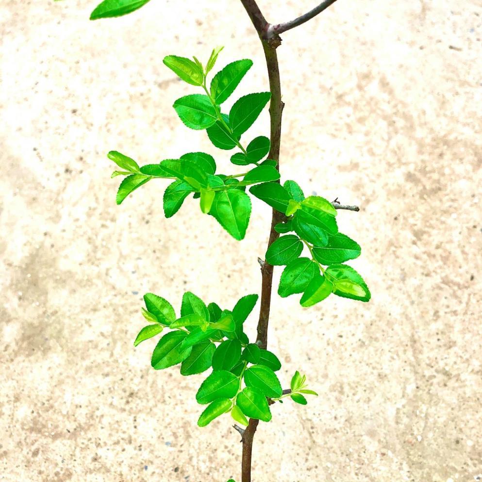 Cây táo đỏ tân cương - Hồng táo - táo tàu cao 60 cm Ra trái sau 3 tháng