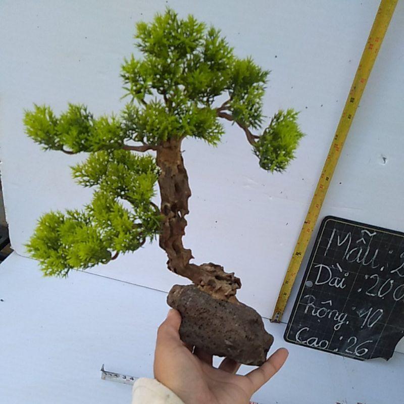 Bonsai bể cá cảnh