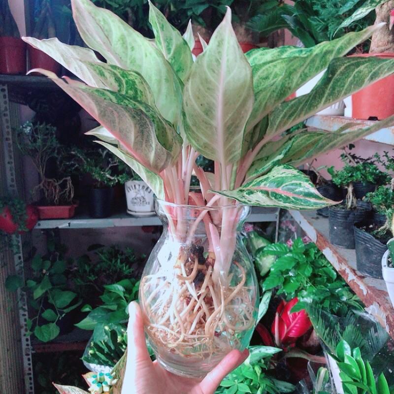 Chậu Cây Cung Điện Vàng