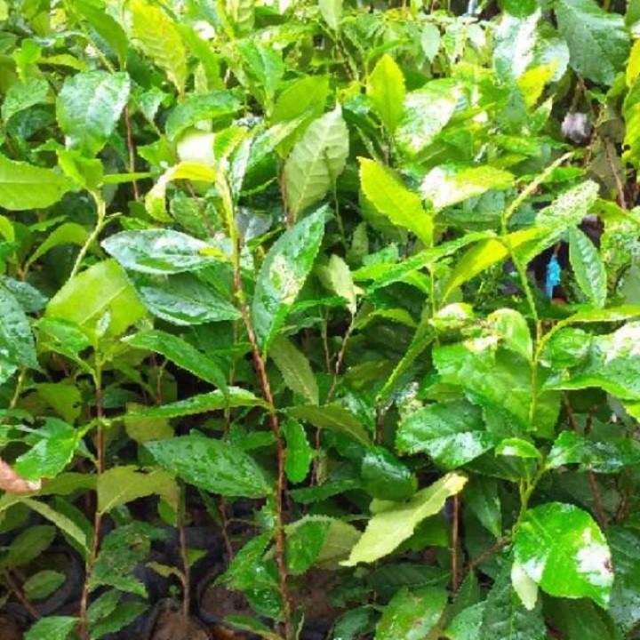 Combo 10 bầu cây giống cây trà  xanh