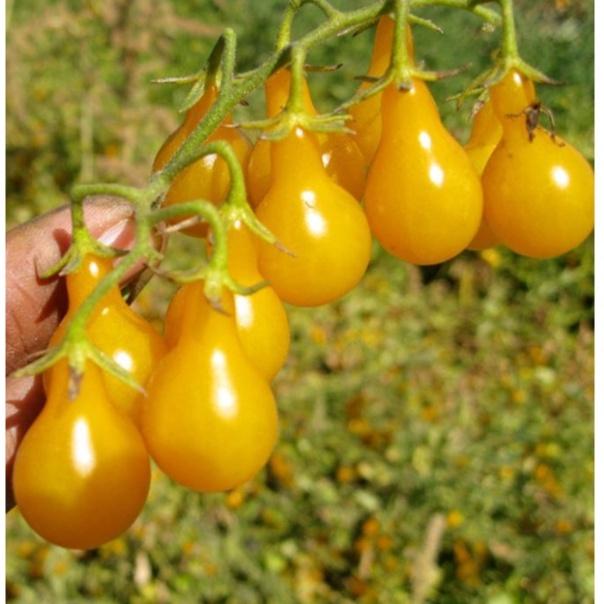 Hạt giống cà chua quả trái lê vàng dể trồng f1-gói 20 hạt-tặng kèm gói phân bón lót
