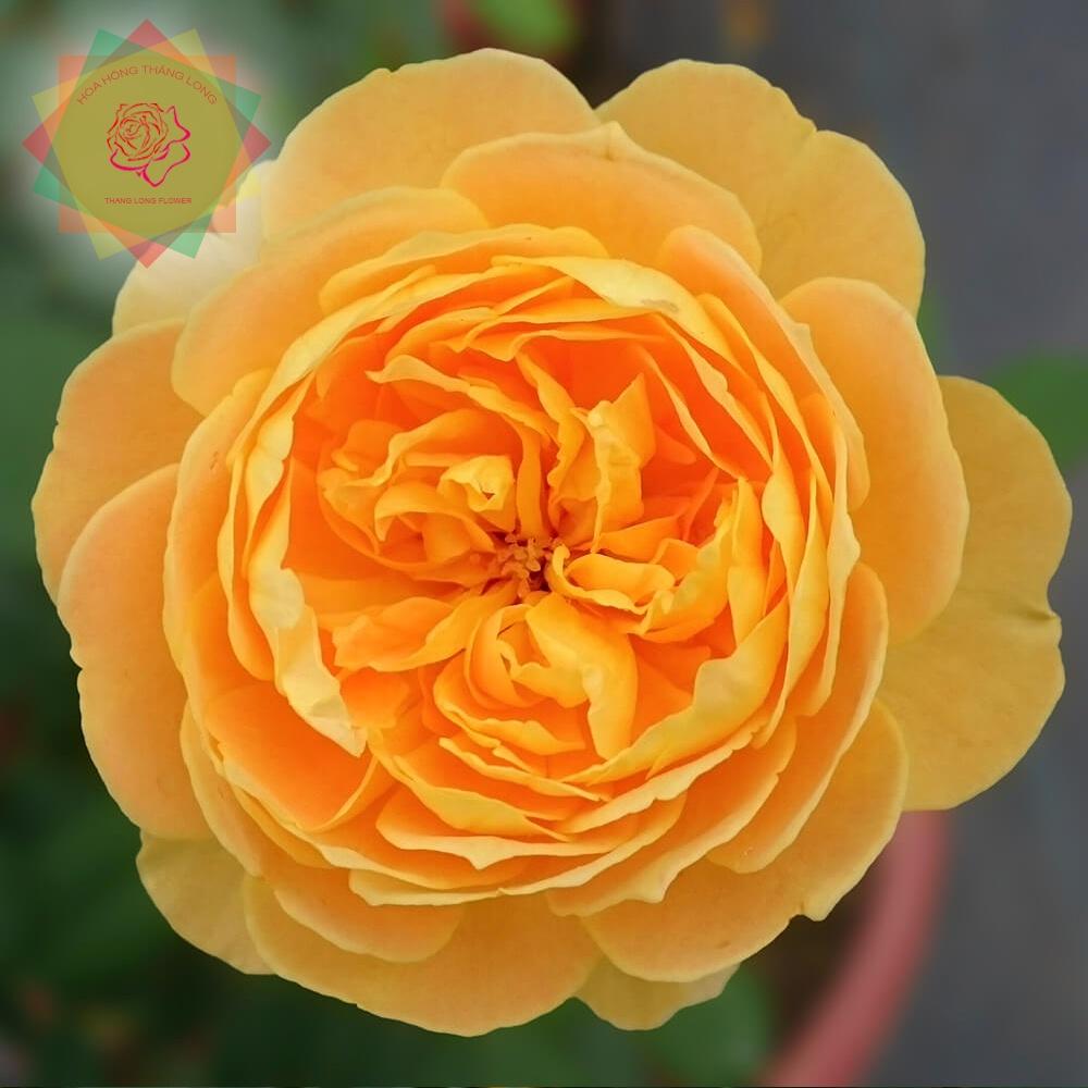 Cây hoa hồng ngoại Molineux rose (bụi) vàng - Hoa hồng Thăng Long Flower