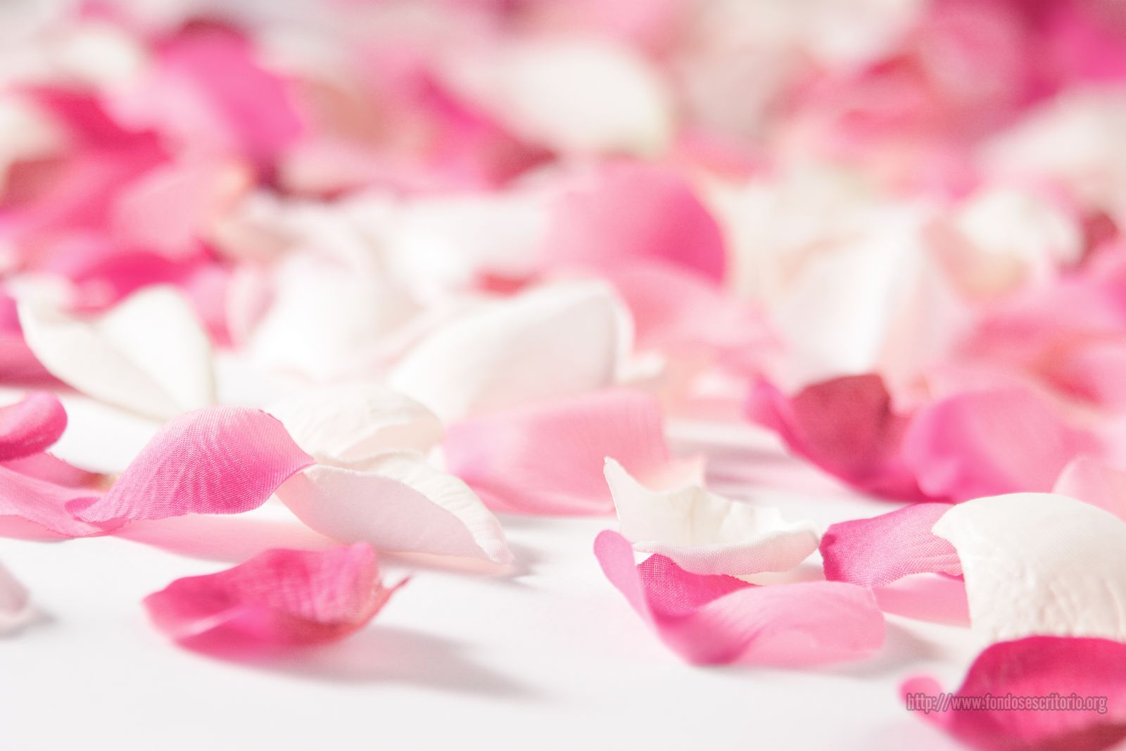 Cánh hoa hồng màu hồng Happy Anniversary - pink rose petal hpni44