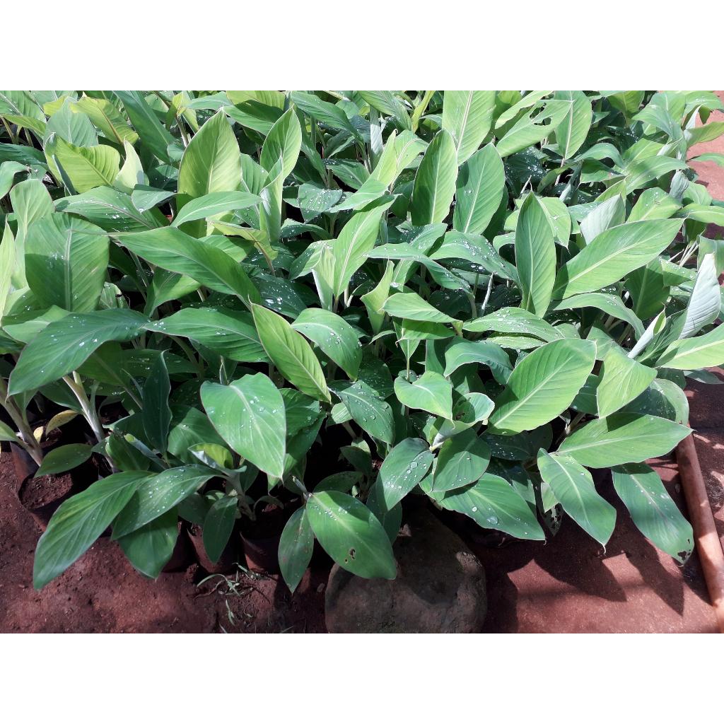 CÂY GIỐNG CHUỐI HỘT RỪNG CẤY MÔ .