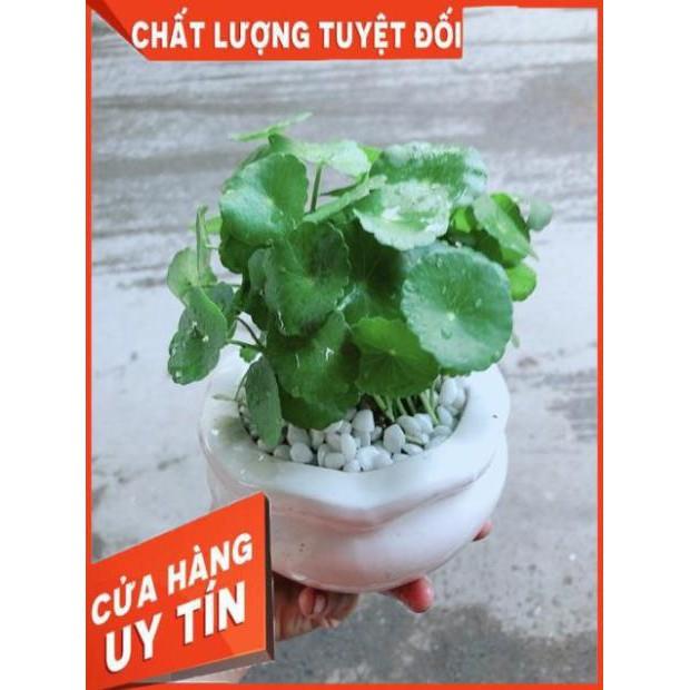 Chậu Cỏ Đồng Tiền