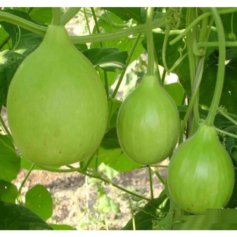1 gói Hạt giống bầu tròn