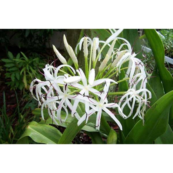 Củ giống cây đại tướng quân
