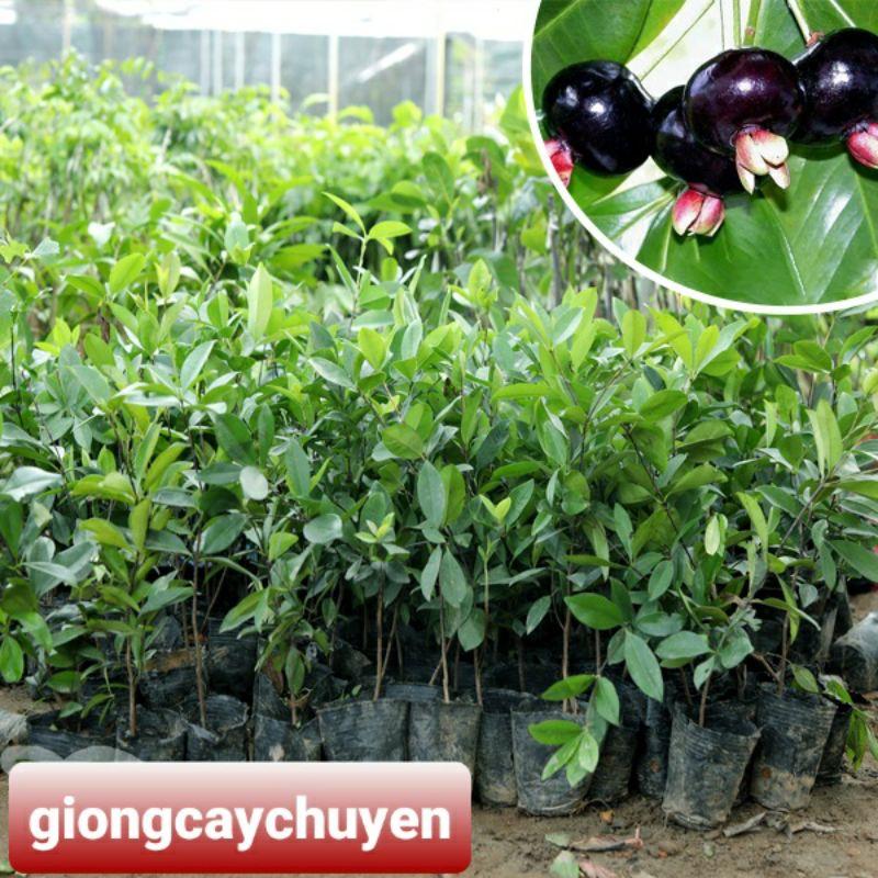 GIỐNG CÂY CHERRY BRAZIL