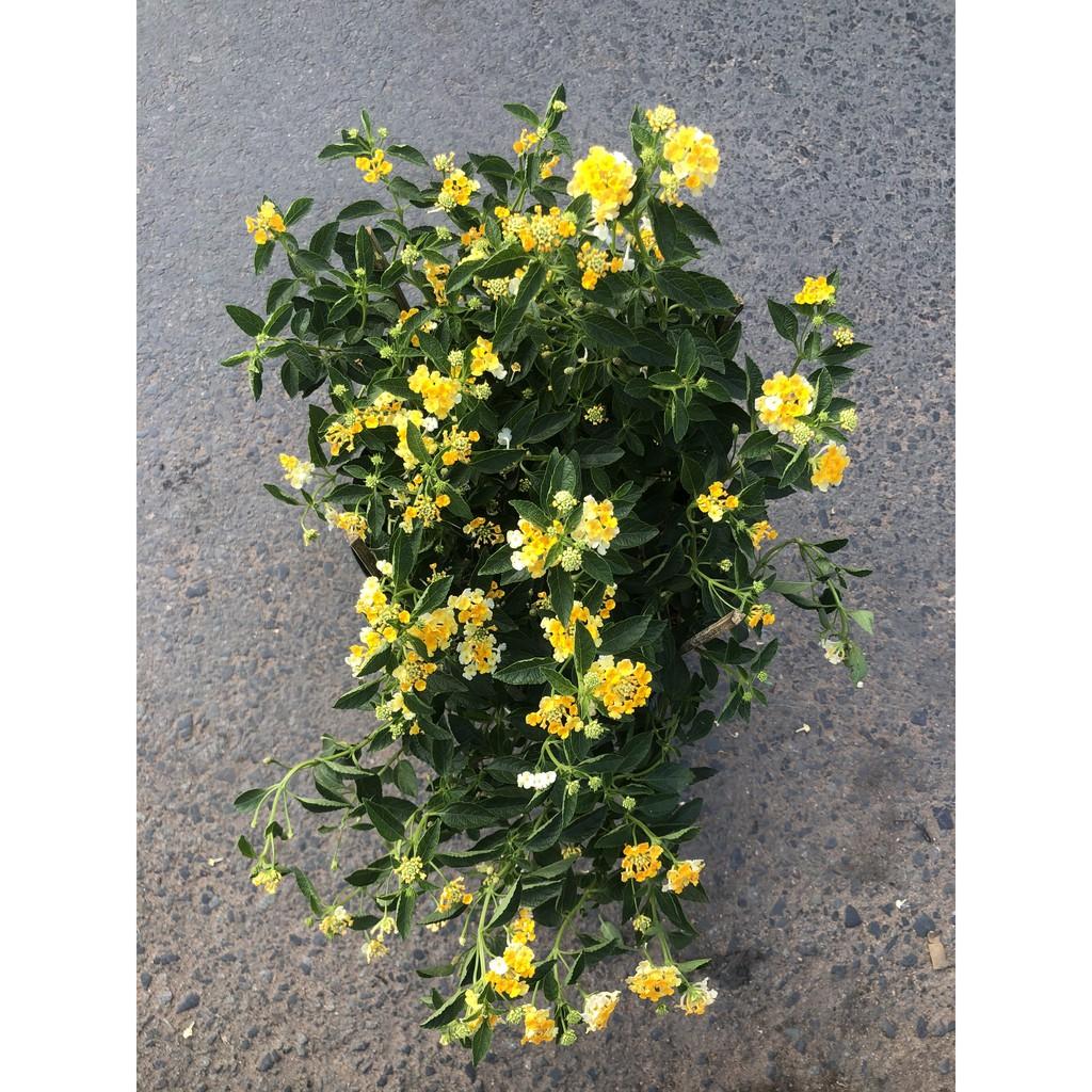 Chậu hoa Ngũ Sắc vàng chậu to