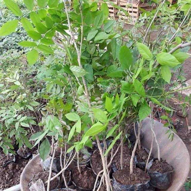 Cây hoa tử đằng thân gỗ