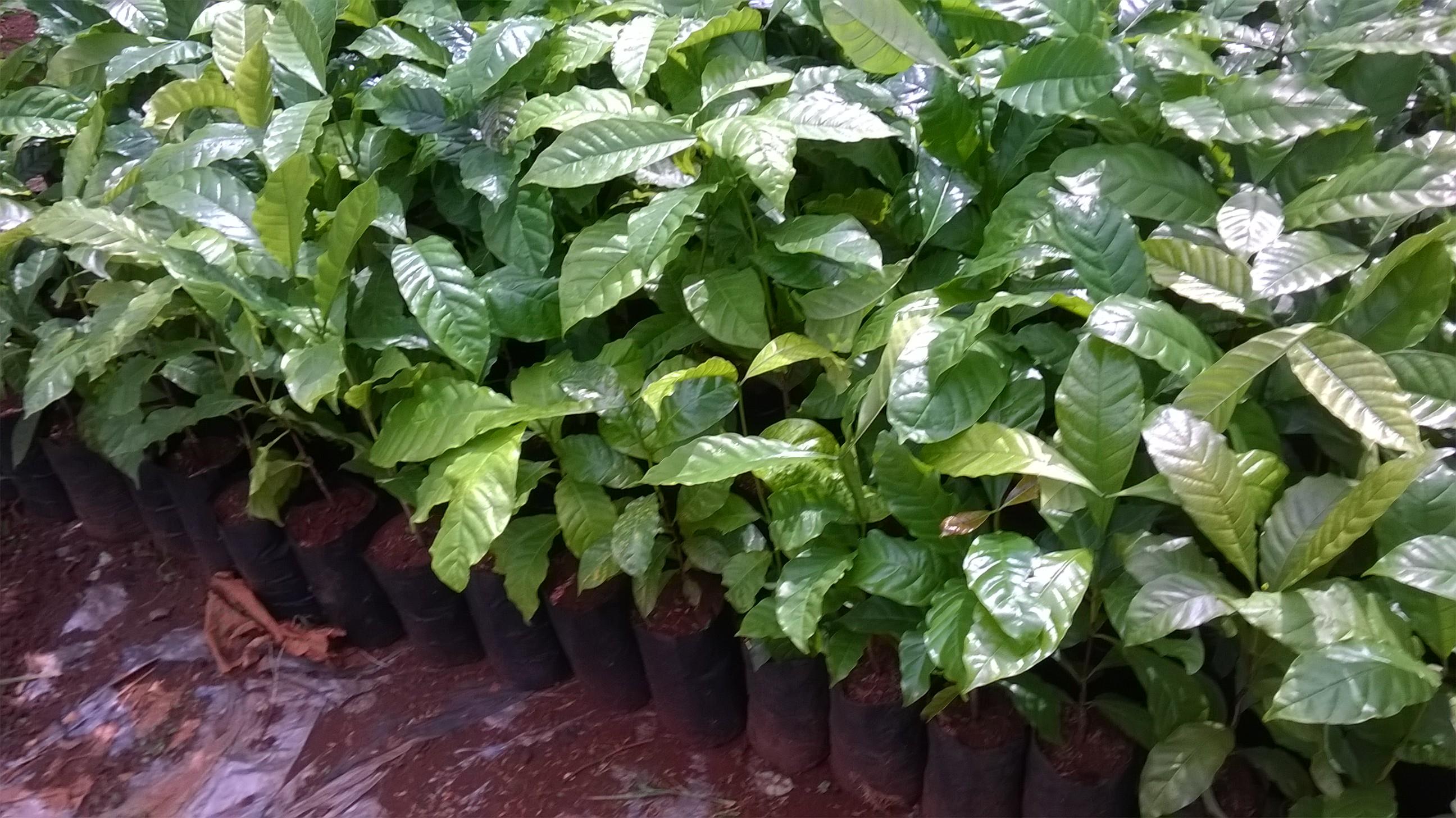 0,5 KG HẠT GIỐNG CÀ PHÊ TR9