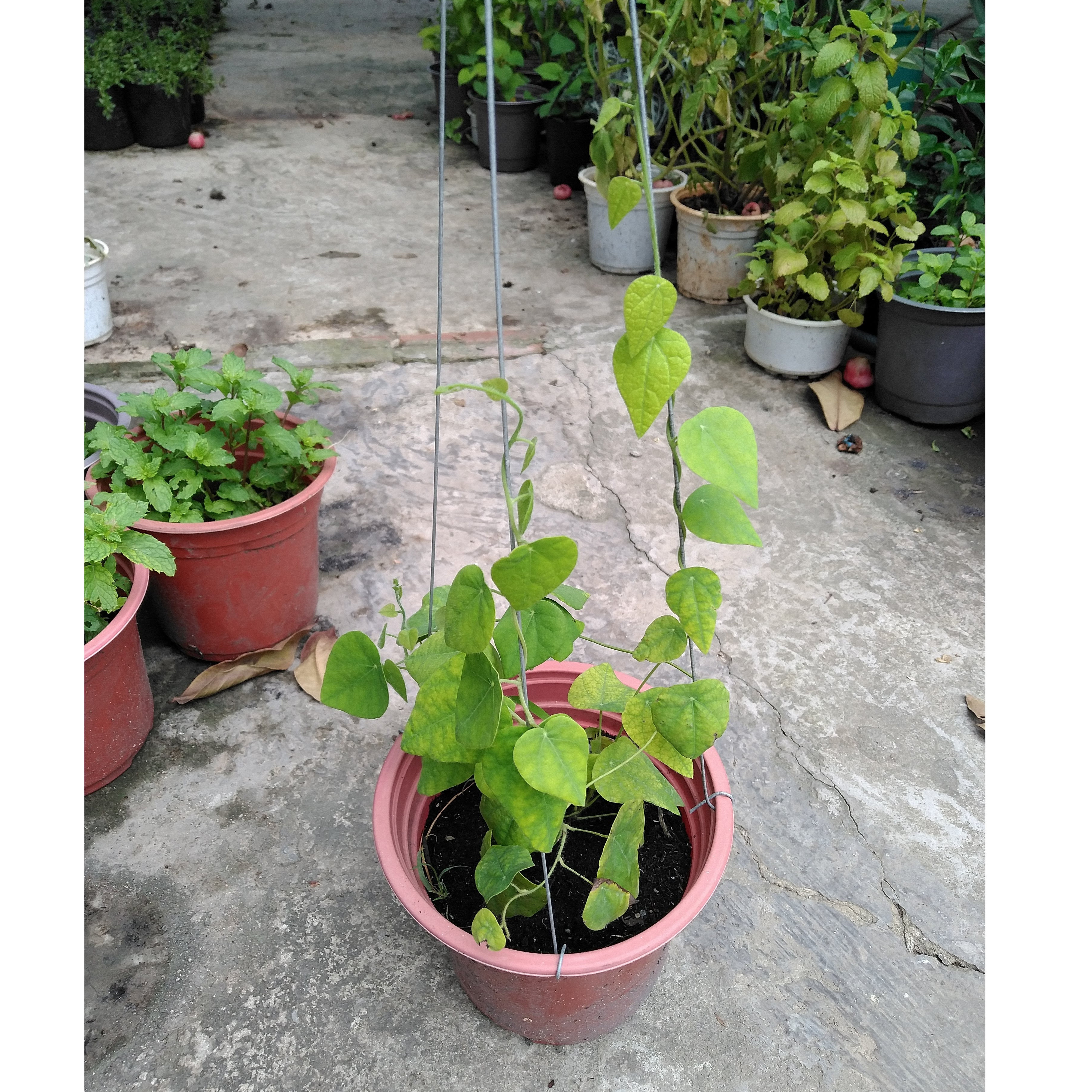 Sương Sâm Lông - Chậu Rau Dược Liệu