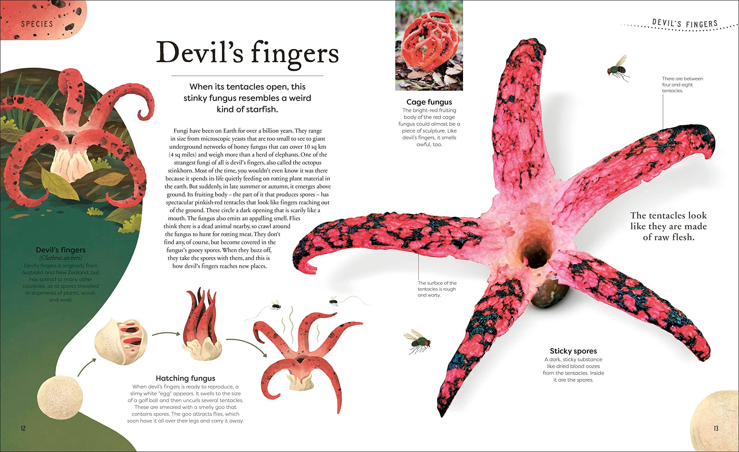 Sách ngoại văn: Weird And Wonderful Nature -Tales Of More Than 100 Unique Animals, Plants, And Phenomena