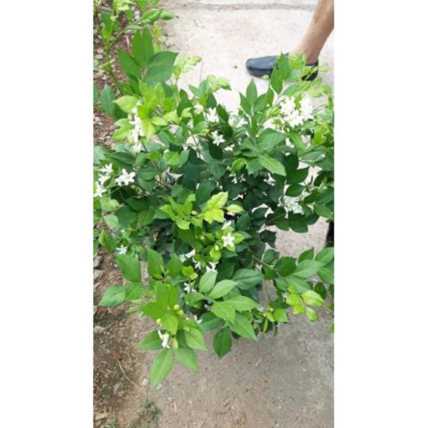 Sản phẩm CÂY HOA NGUYỆT QUẾ