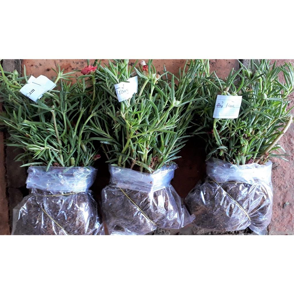 Combo 3 bó Hoa 10 giờ Rất Đẹp 981SP 681sp