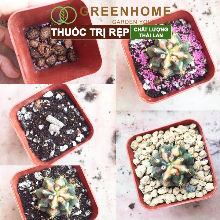 Thuốc Tím Trị Rệp Greenhome, Starkle-G, Bao 50gr, Lưu Dẫn, An Toàn, Hiệu Quả, Dùng Cho Sen Đá, Xương Rồng, Hoa hồng