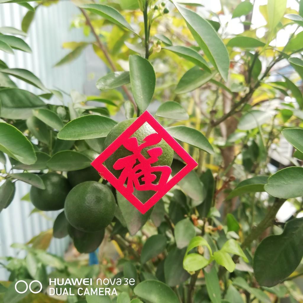 Combo Chữ dán trái cây Tết